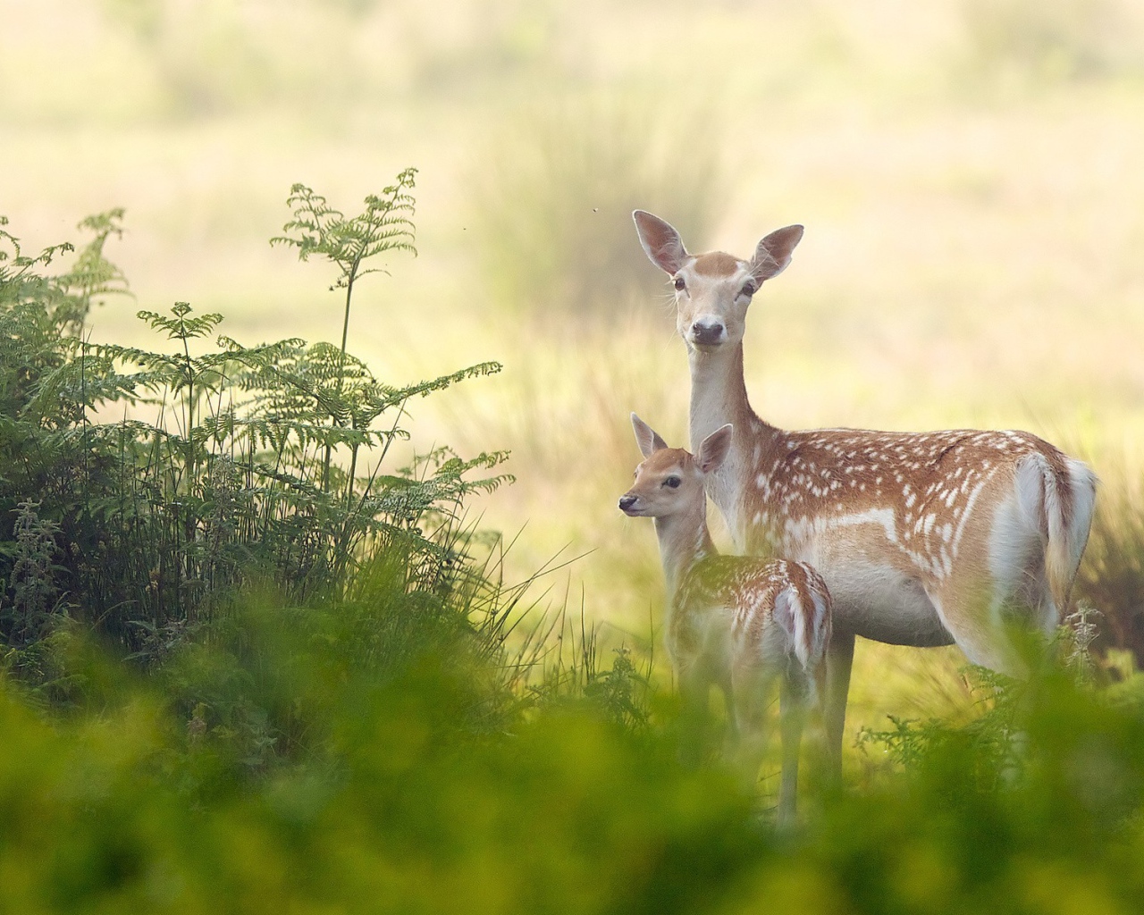 Олениха с детенышем в лесу