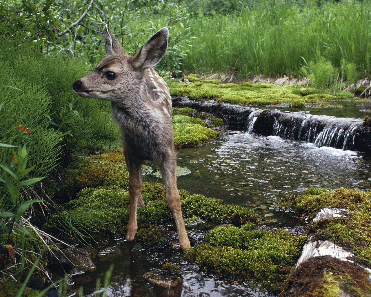 Олененок на водопое