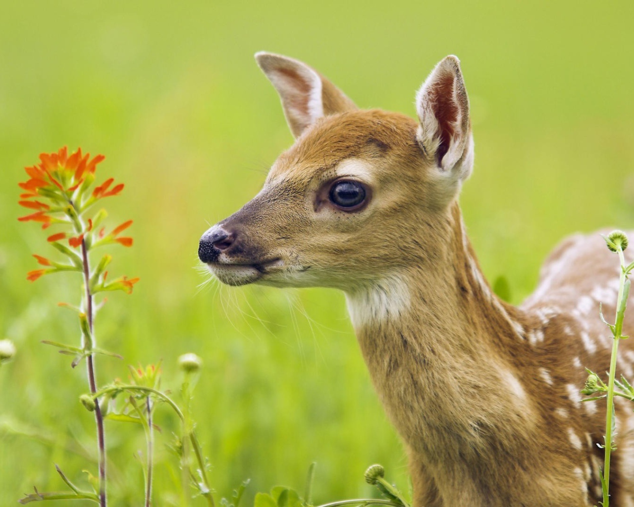 Олененок у цветка
