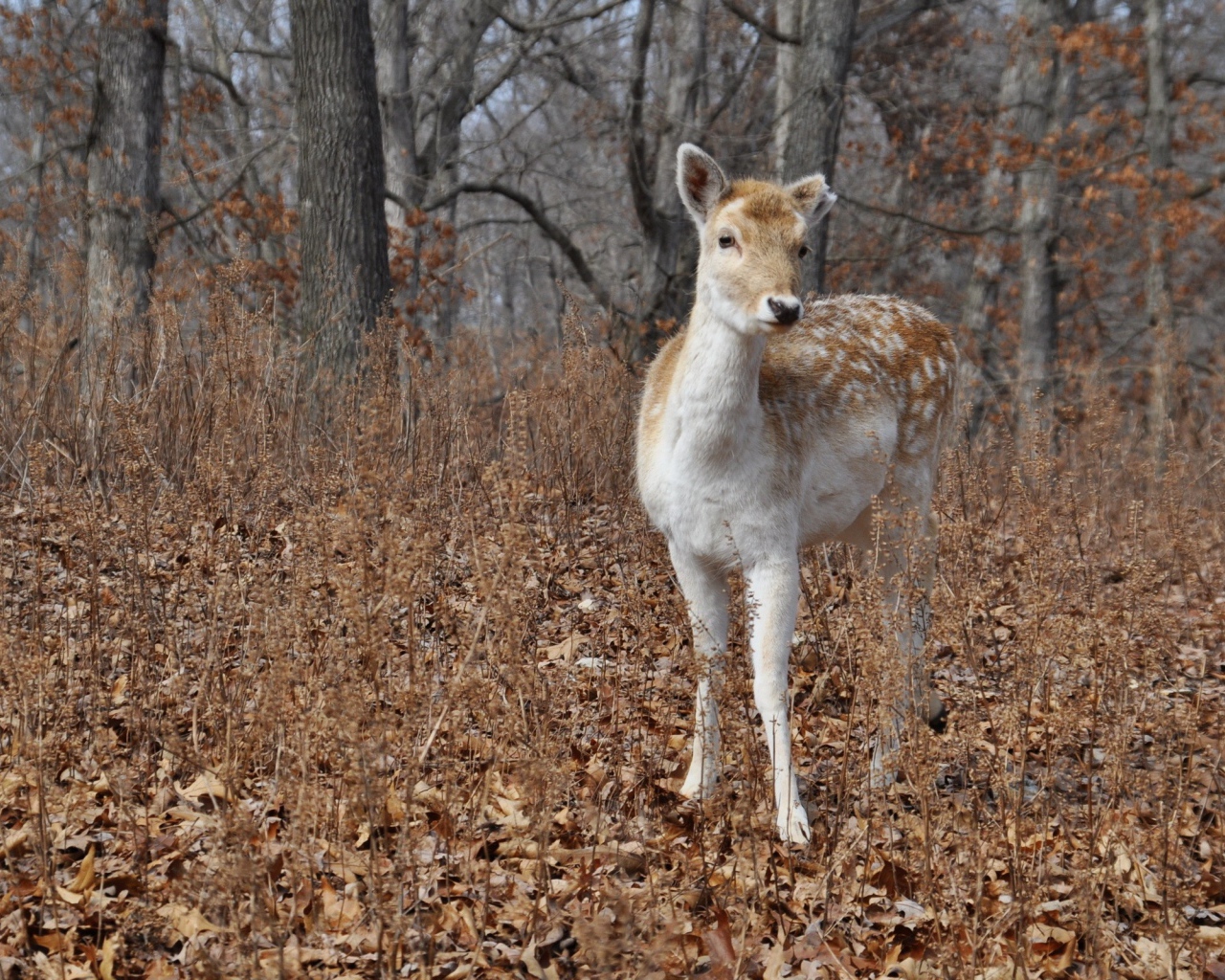 Олененок в осеннем лесу