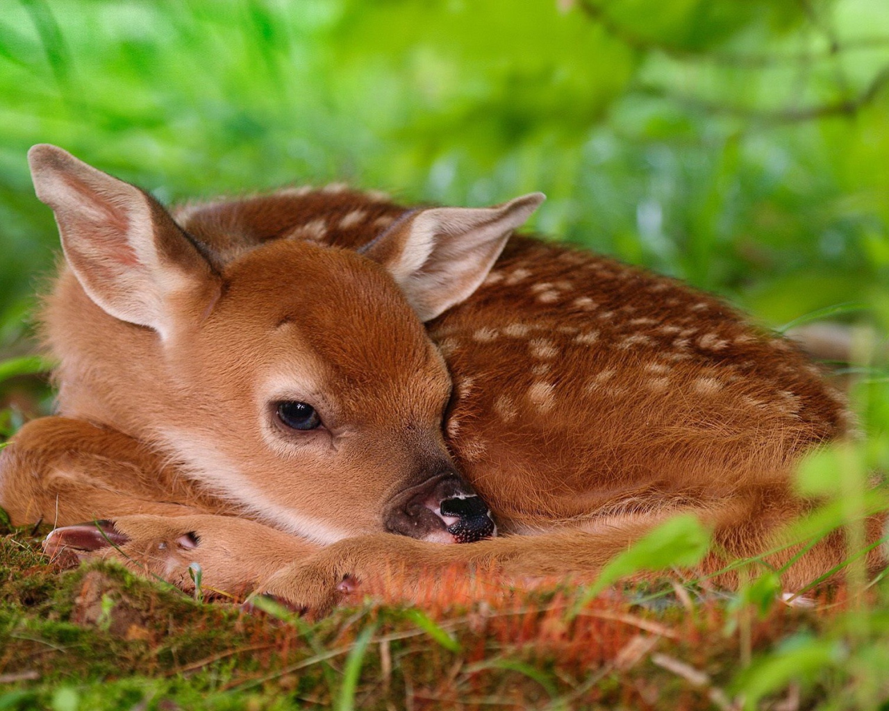 Олененок лежит на траве