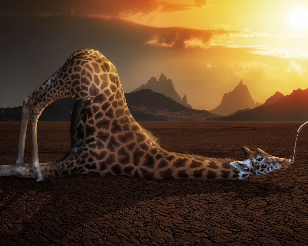 Жираф пьет воду в пустыне