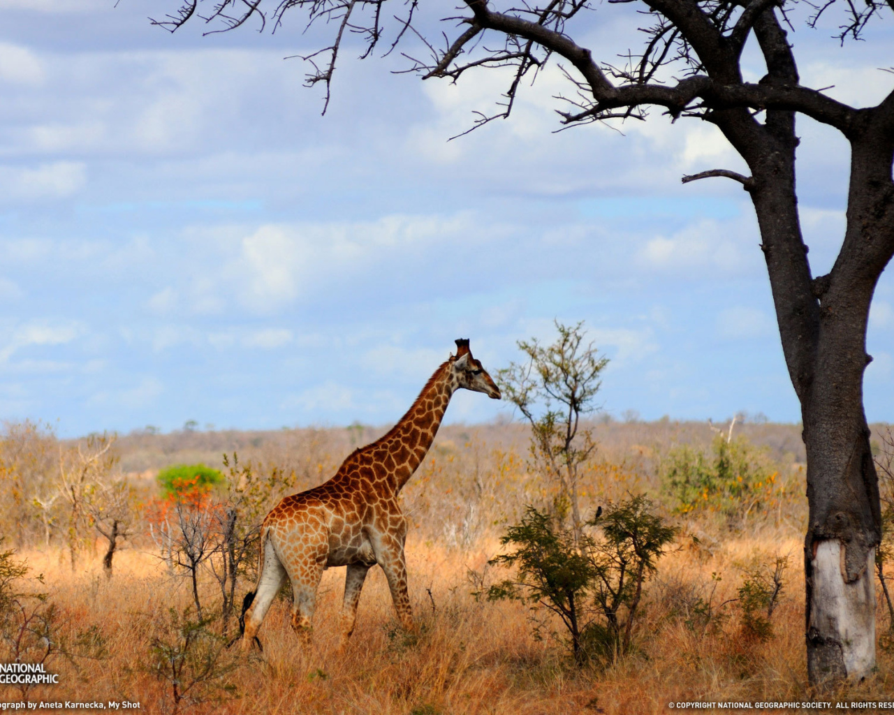 Жираф в Африке