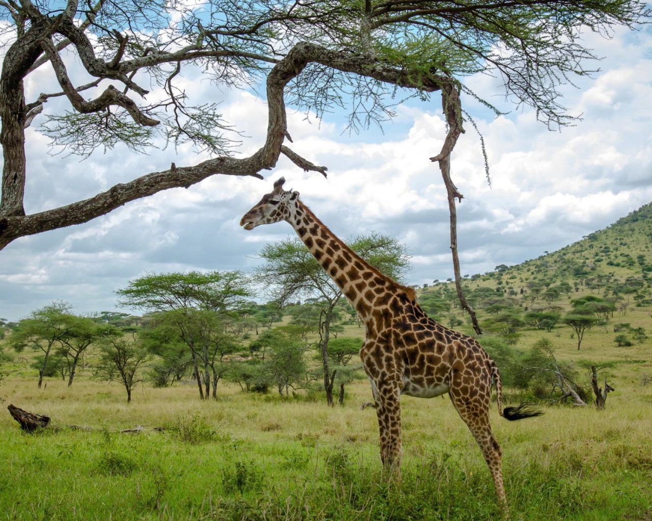 Жираф стоит под деревом