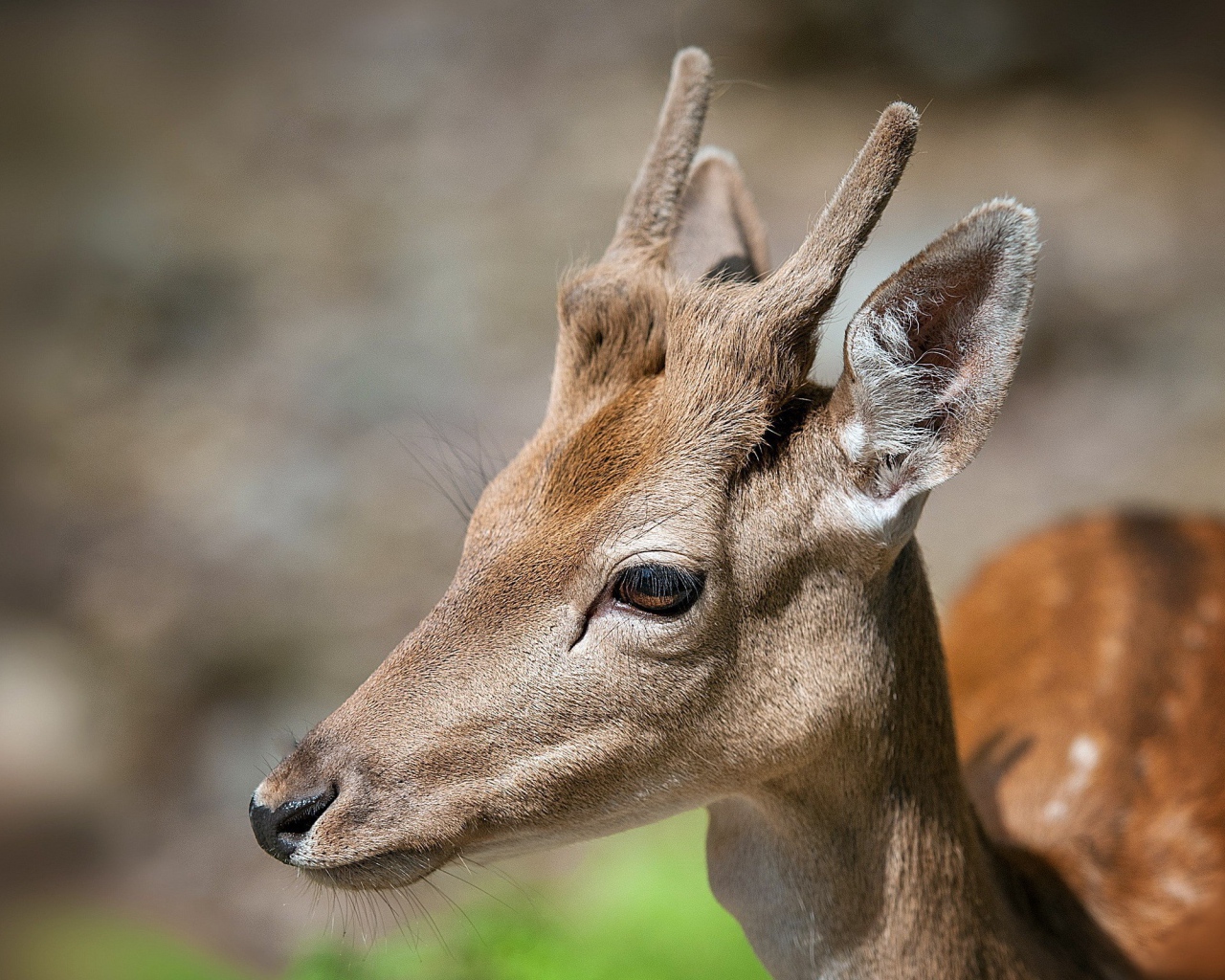Рога молодого оленя