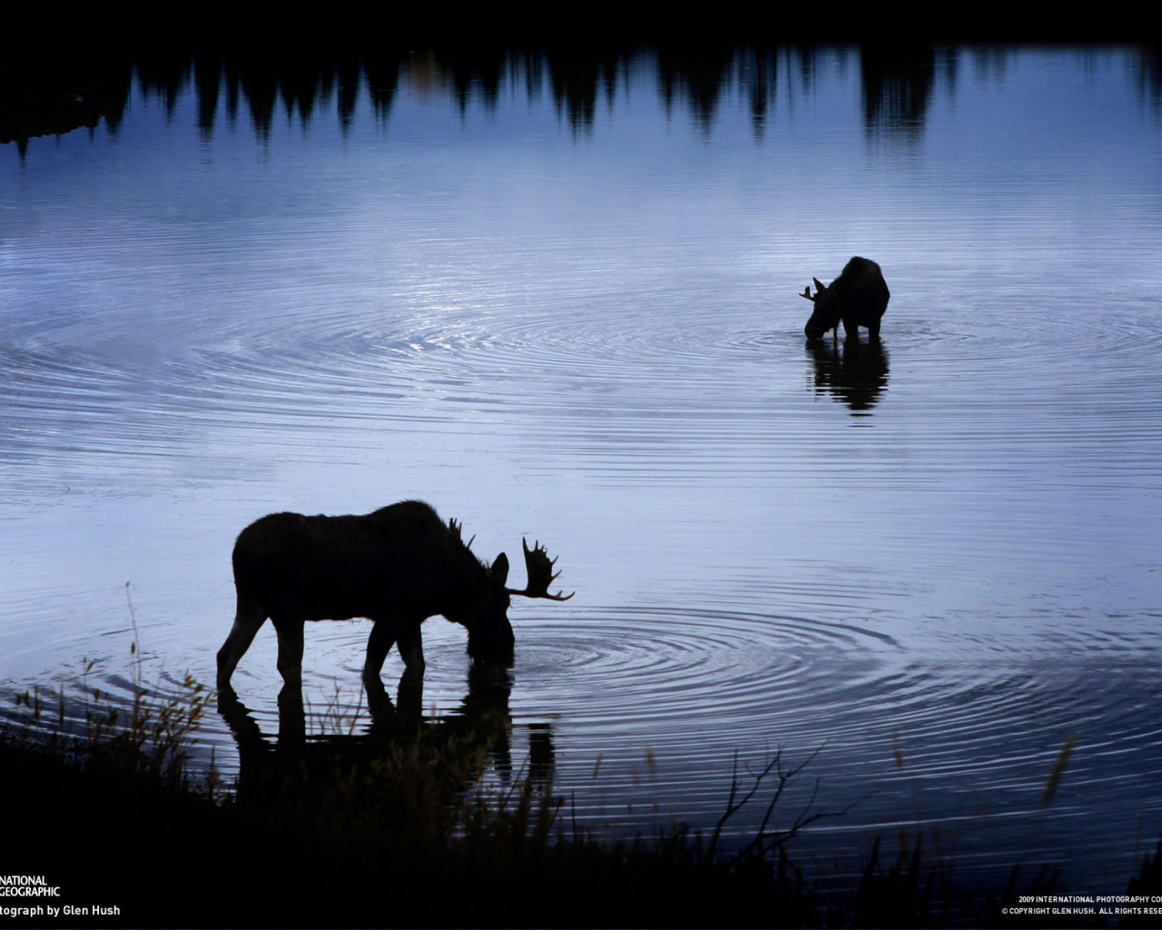 Лоси на водопое