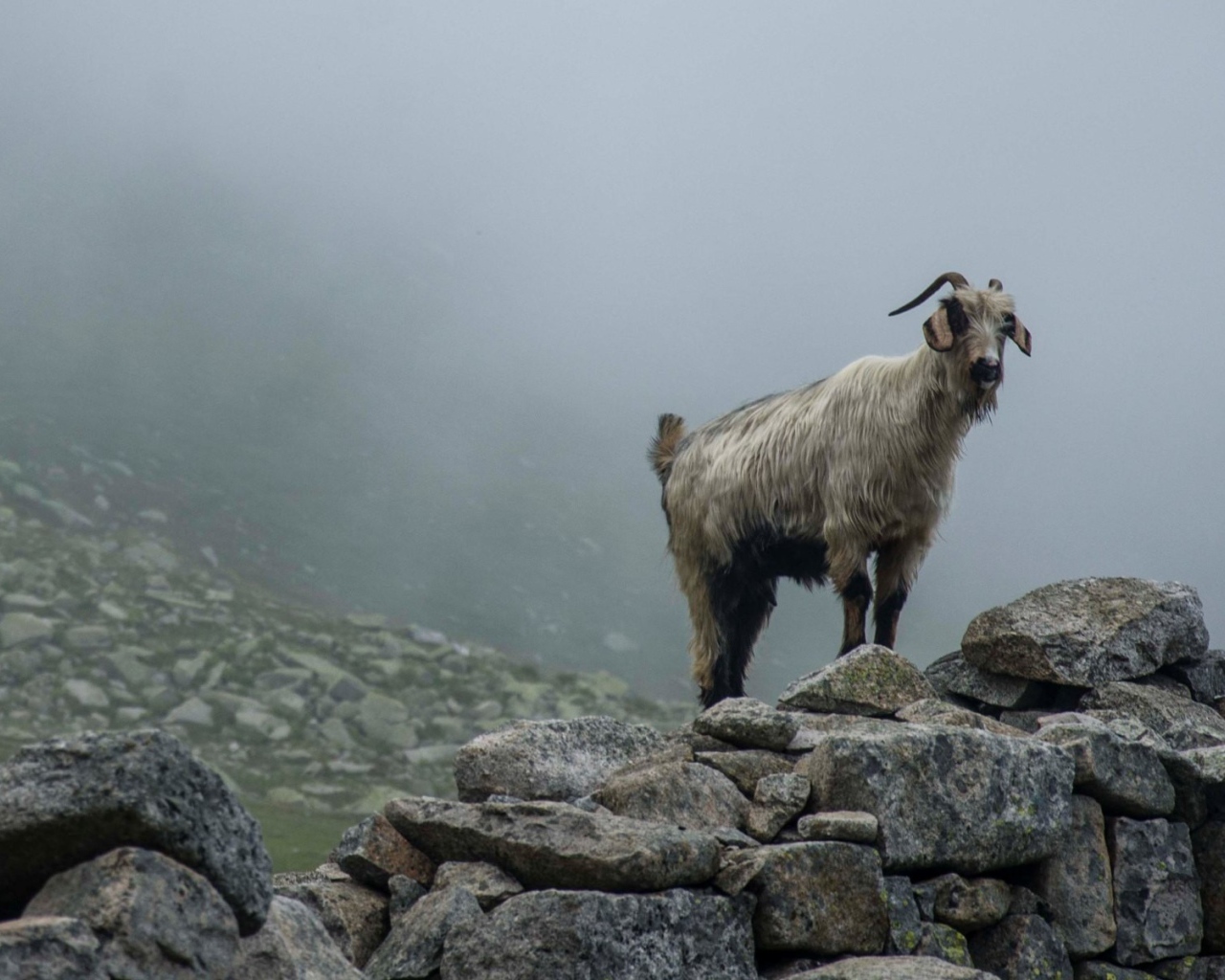 Горный козел стоит на камнях