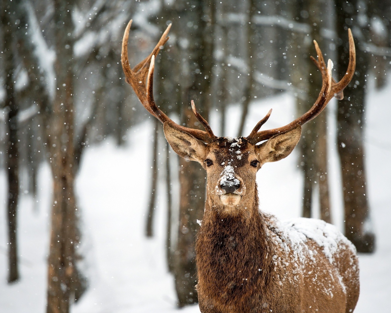 Гордый олень в зимнем лесу