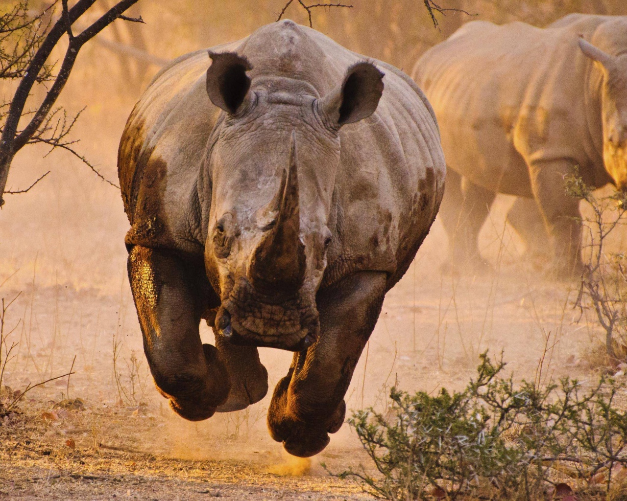 Носорог бежит на фотографа