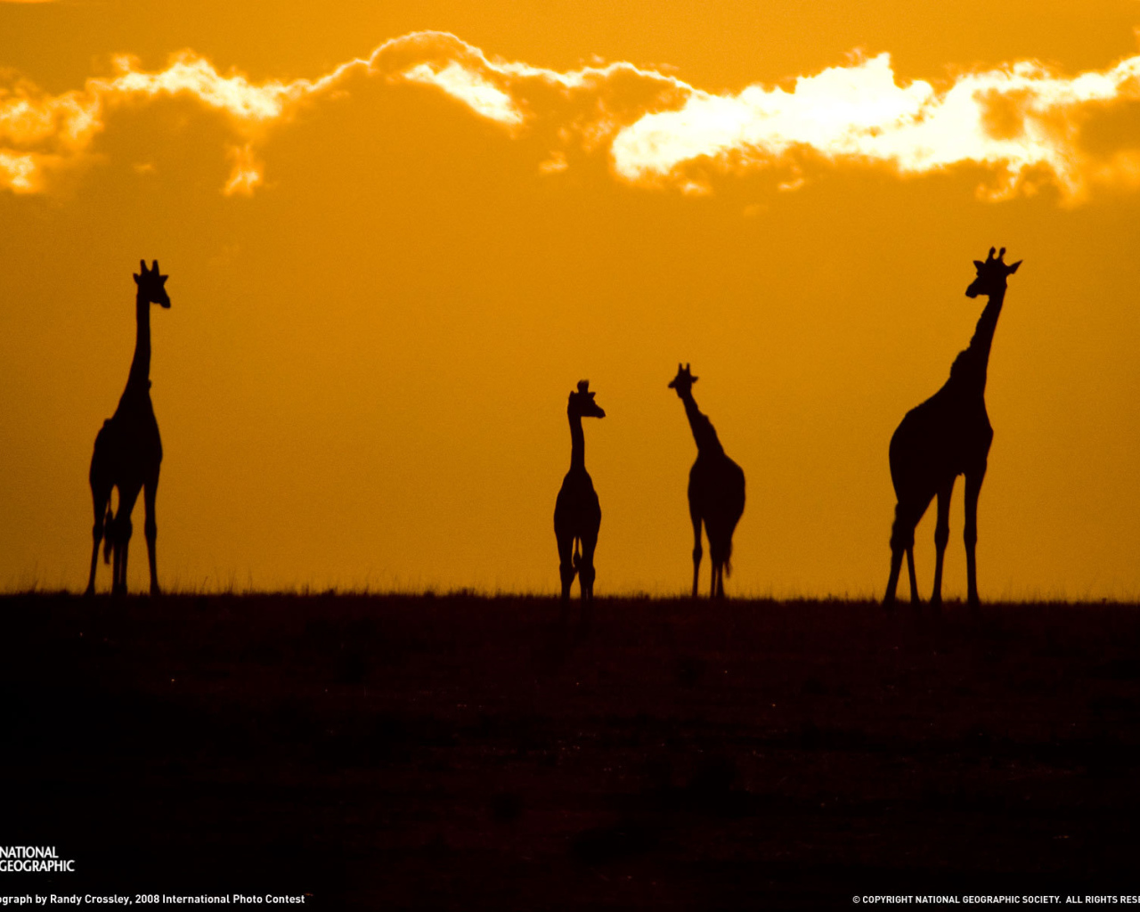 Силуэты жирафов