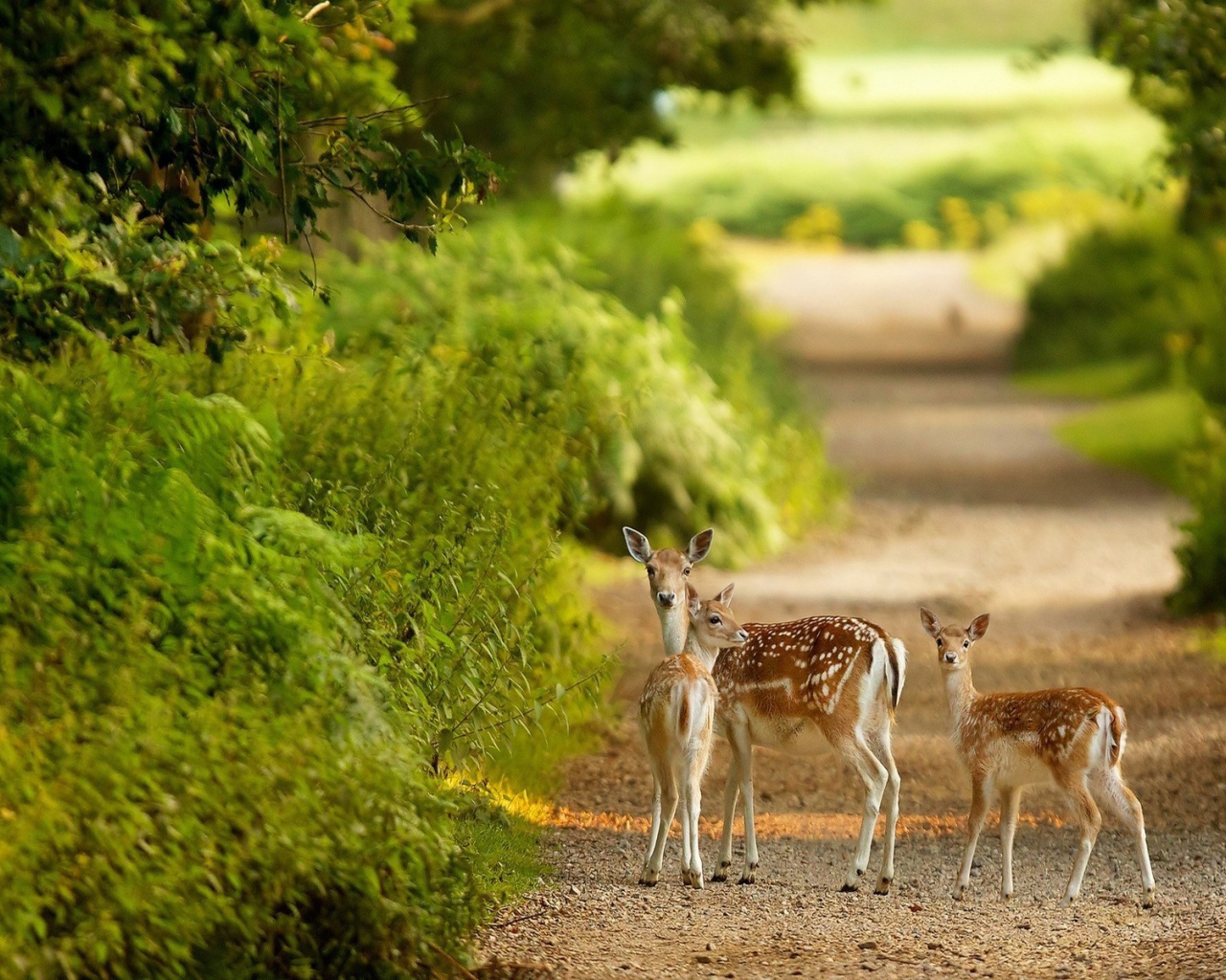 Маленькие олени на тропинке
