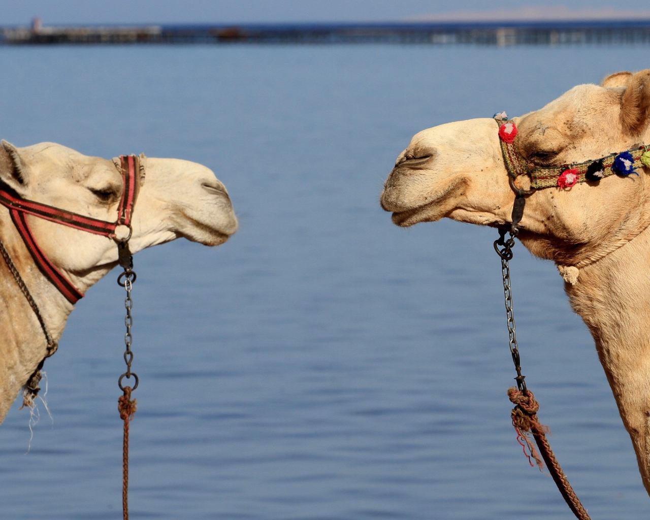 Два верблюда на фоне воды
