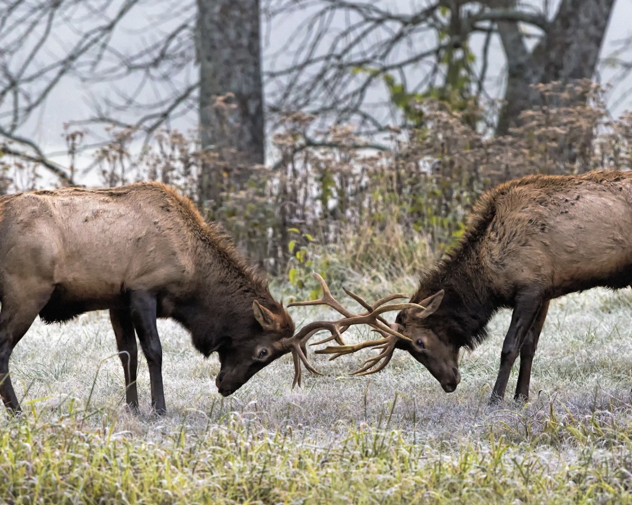 Два оленя бодаются