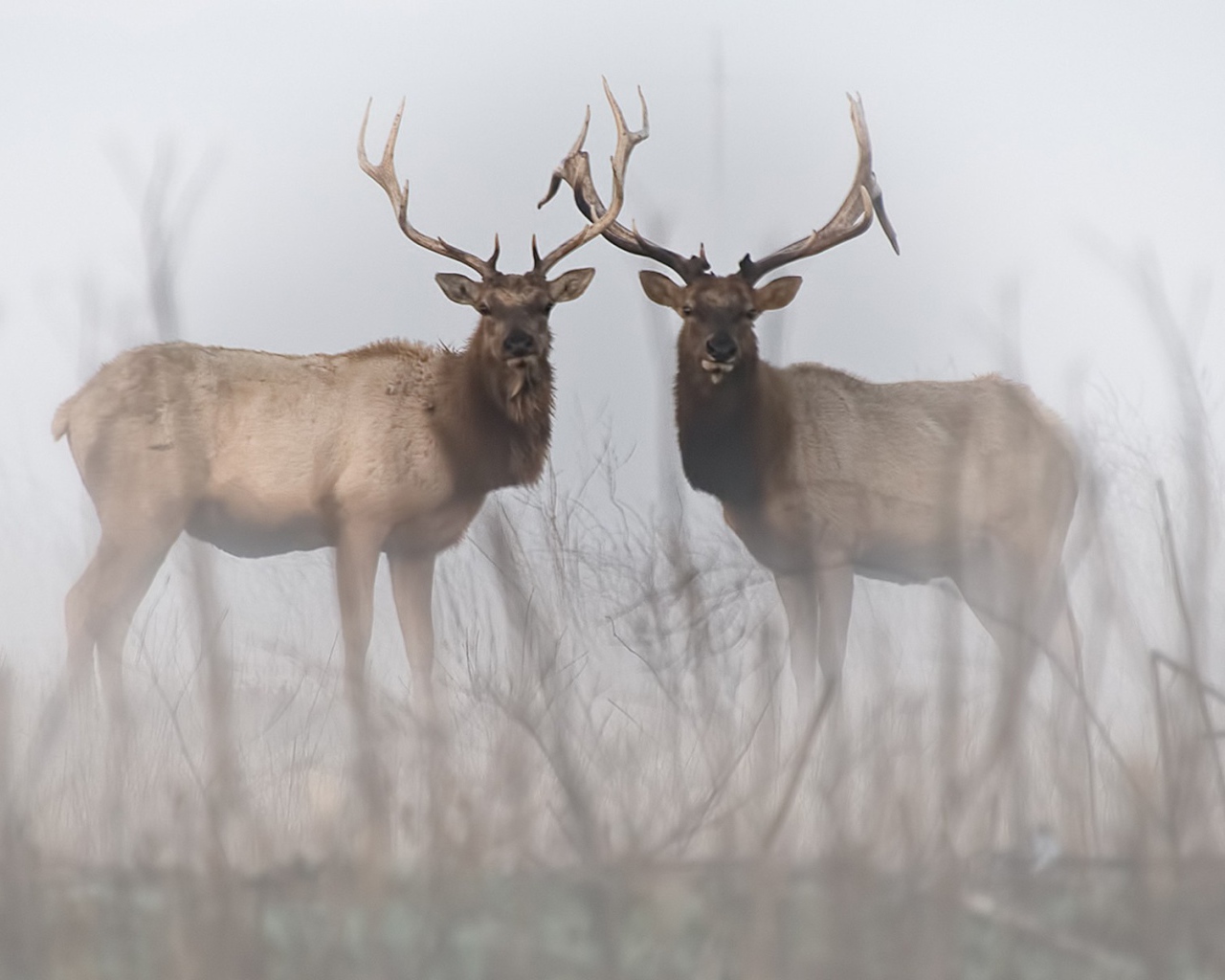 Два оленя в тумане