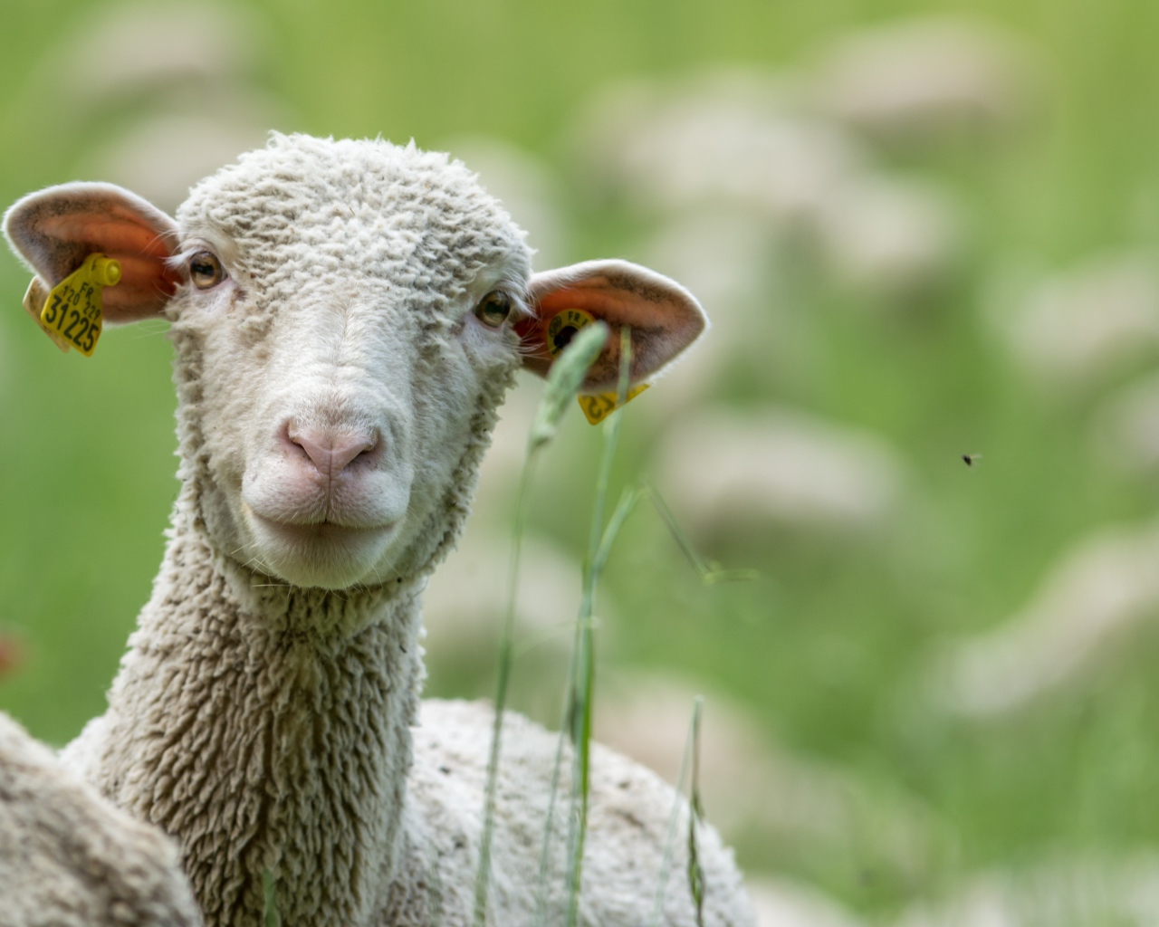 Белая овца в траве