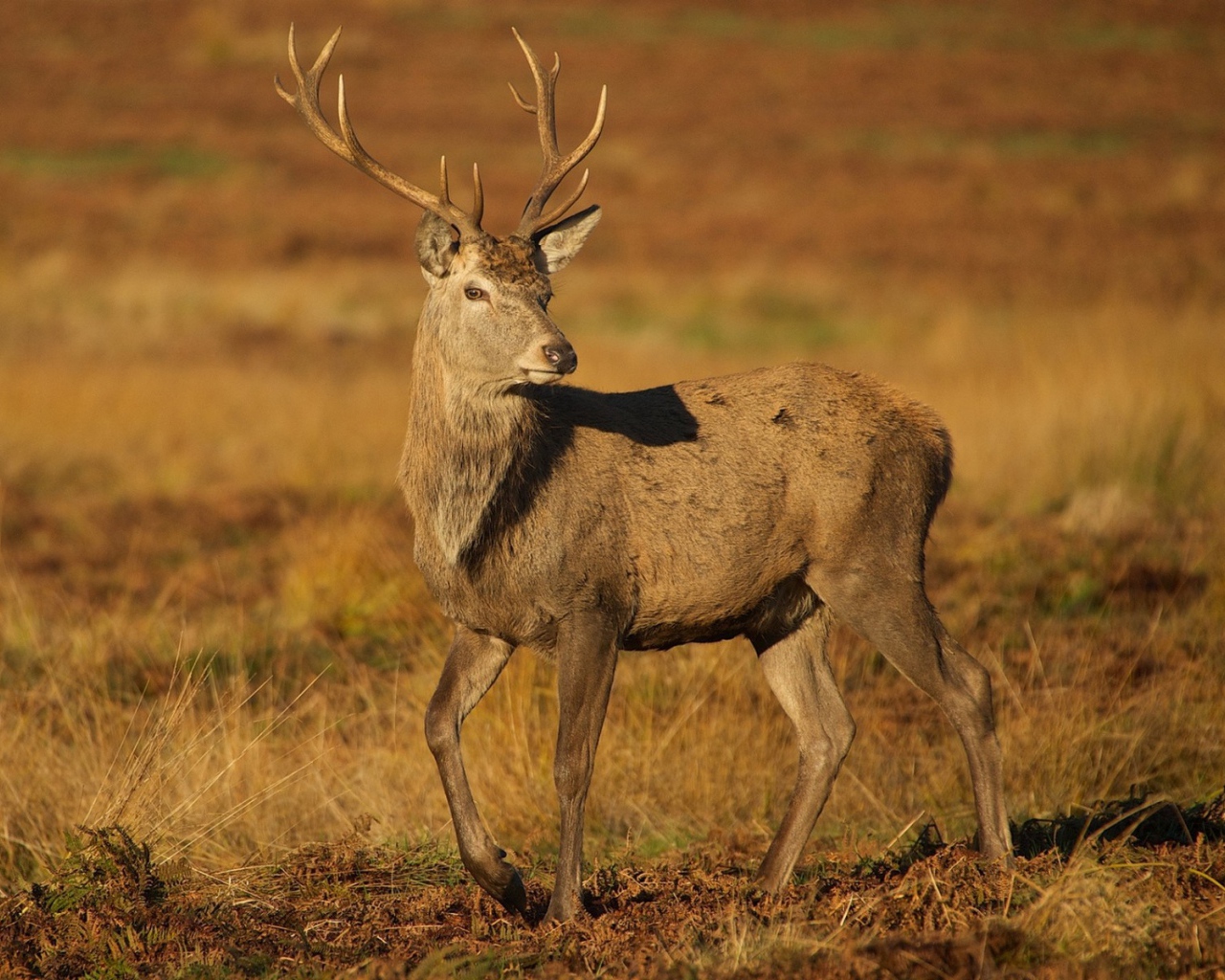 Молодой олень на коричневой земле