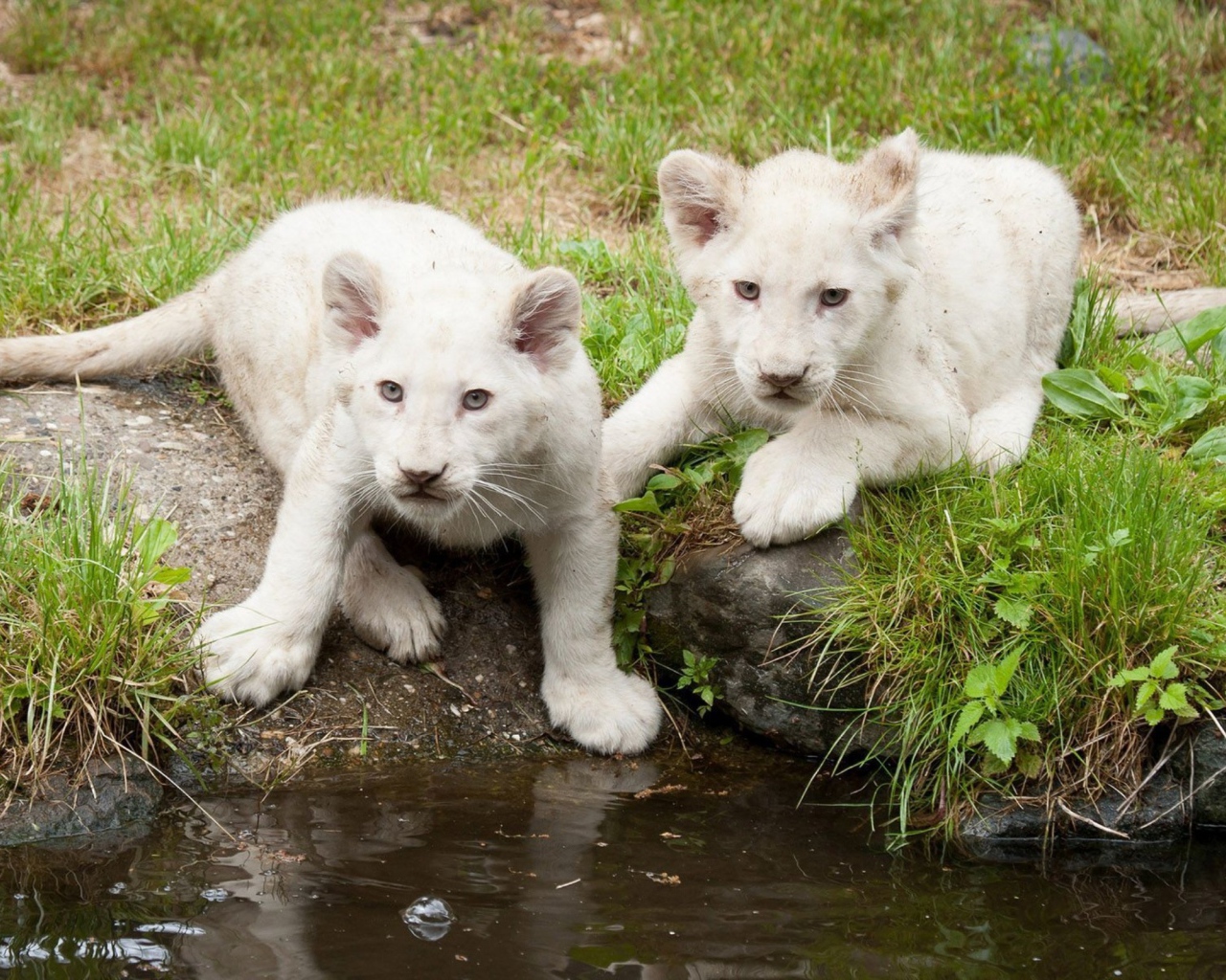 Львята альбиносы на водопое