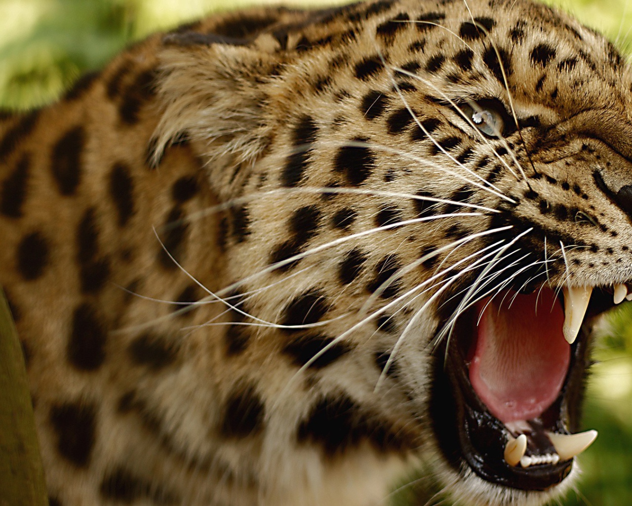 Злой амурский леопард