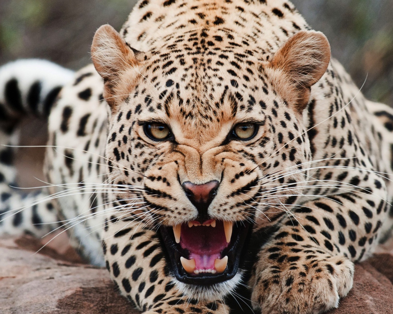 Злой ягуар смотрит в кадр