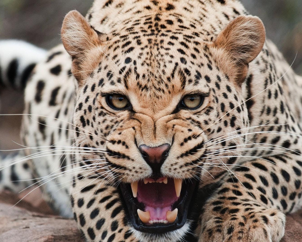 Злой ягуар оскалил зубы