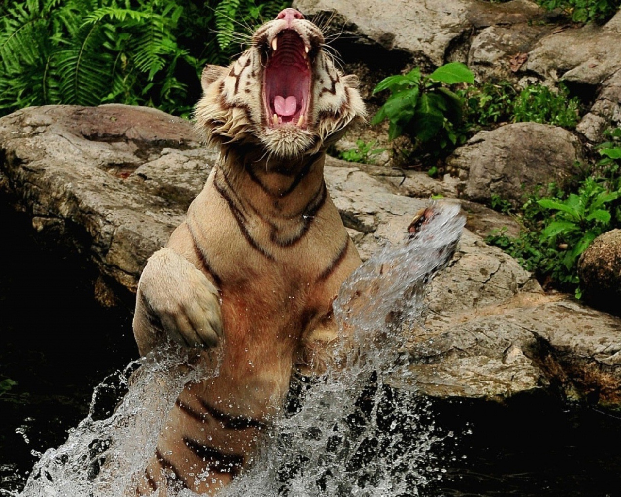 Злой тигр выпрыгнул из воды