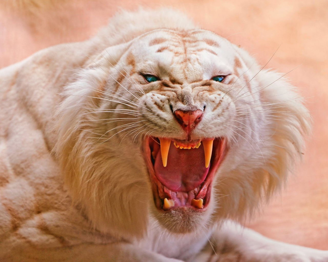 Злой белый тигр