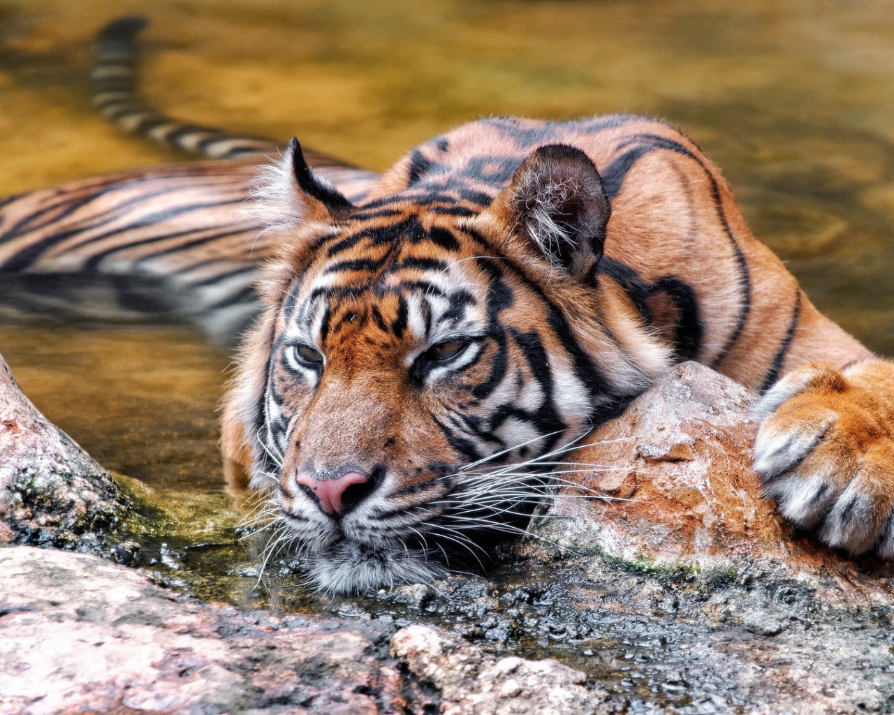 Красивый плавающий тигр