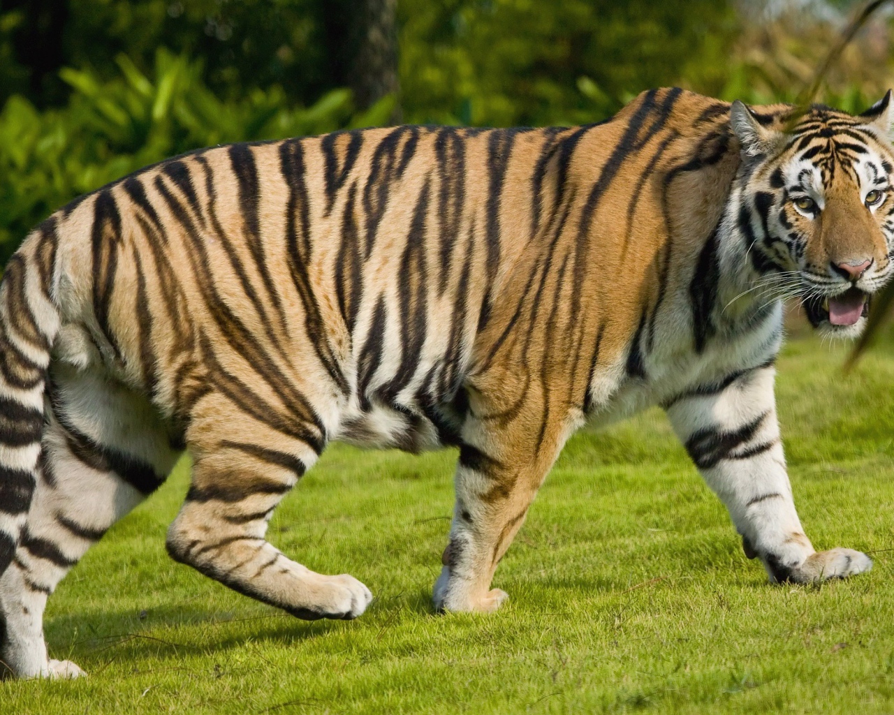 Большой тигр на газоне