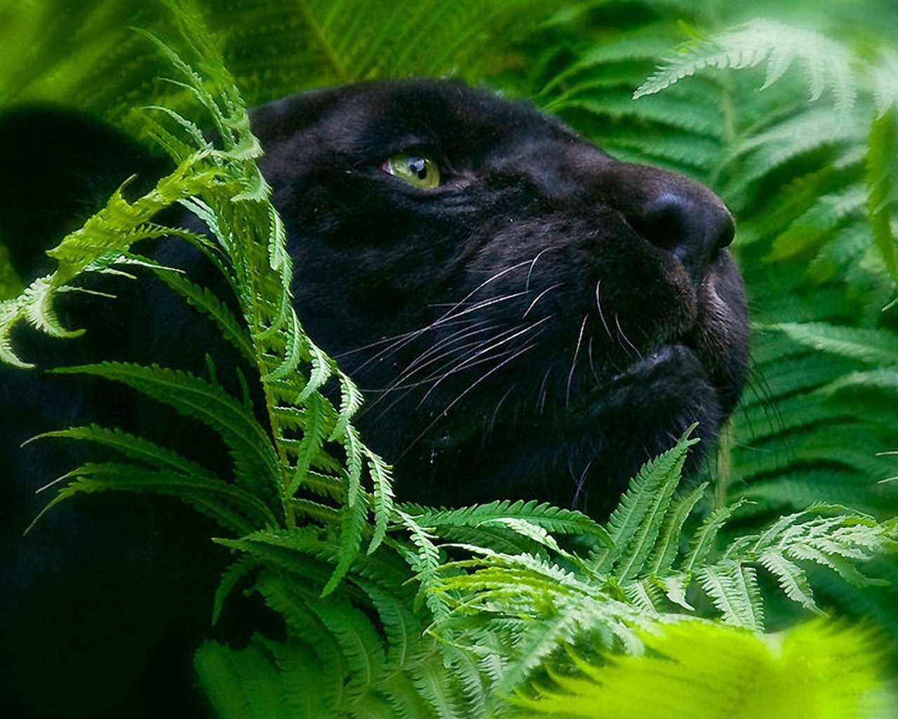 Черная пантера в зеленых зарослях