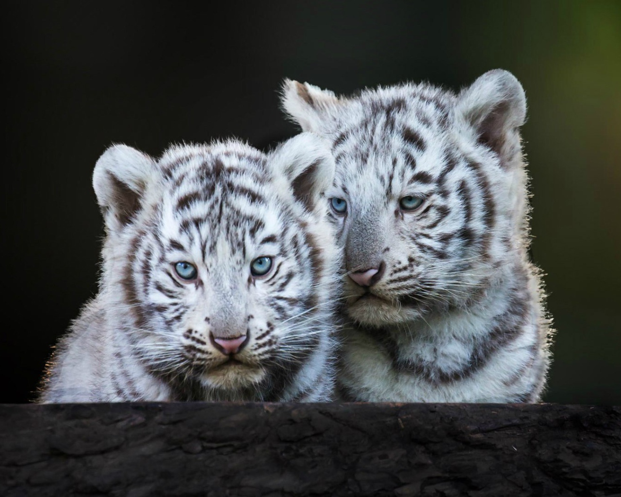 Голубоглазые белые тигрята