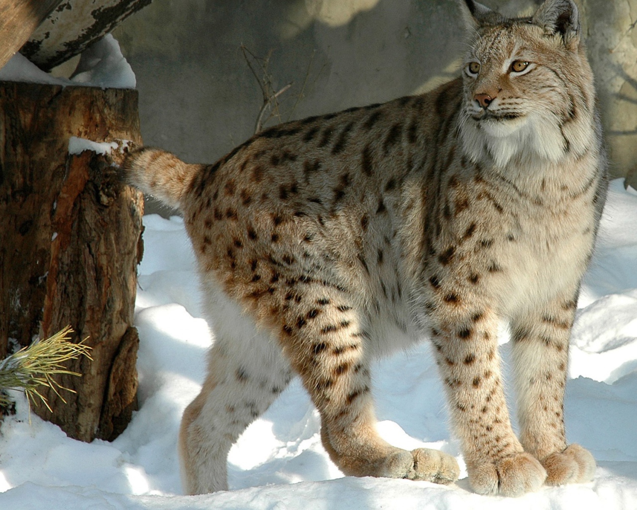 Куцехвостый снежный барс