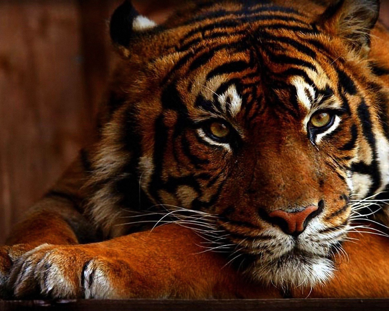 Яркое фото тигра