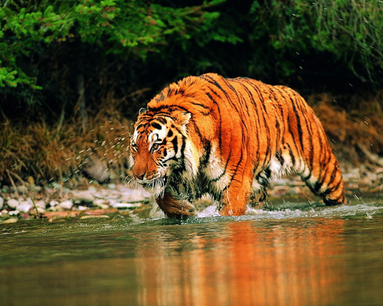 Яркий тигр бежит по реке