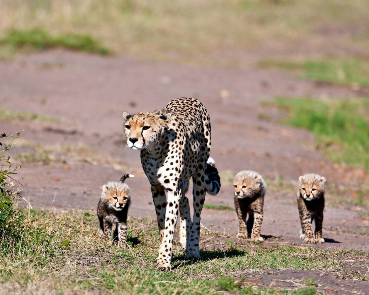 Мама гепард с котятами