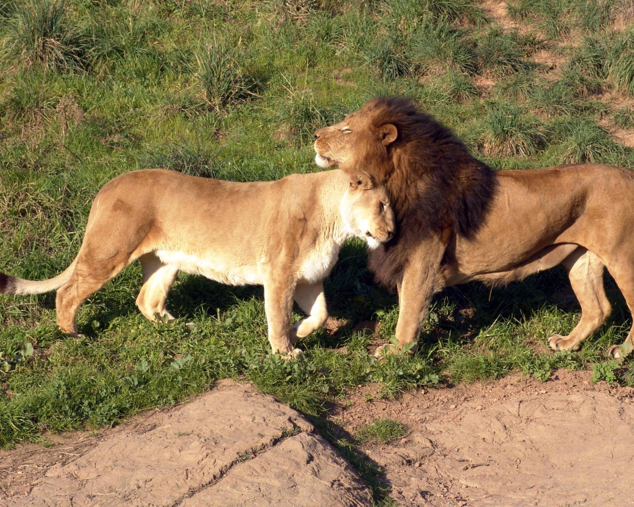 Милая семейная пара львов