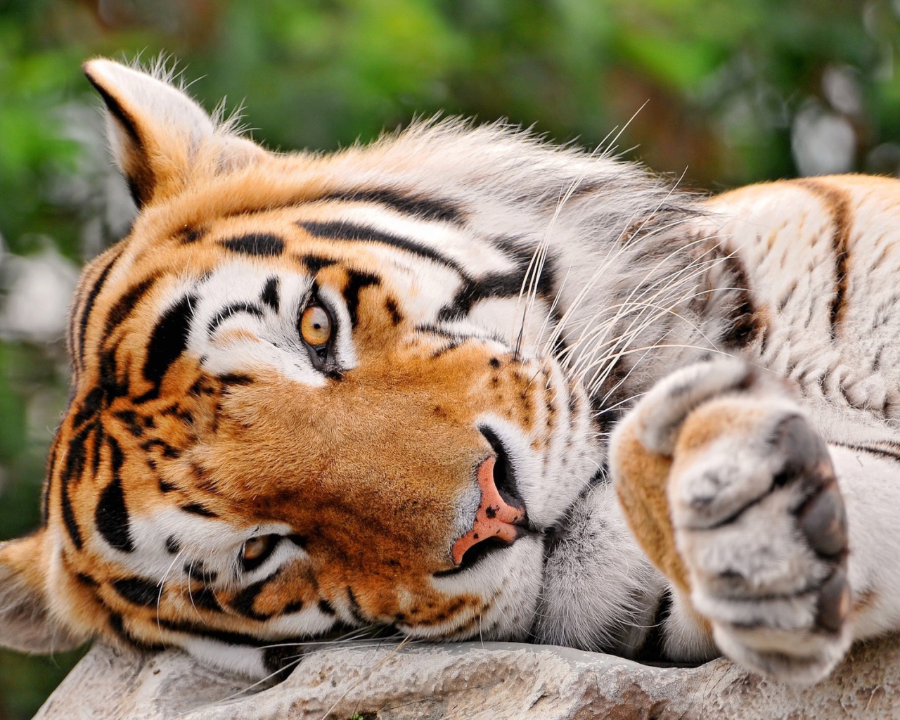 Милый тигр лежит на боку