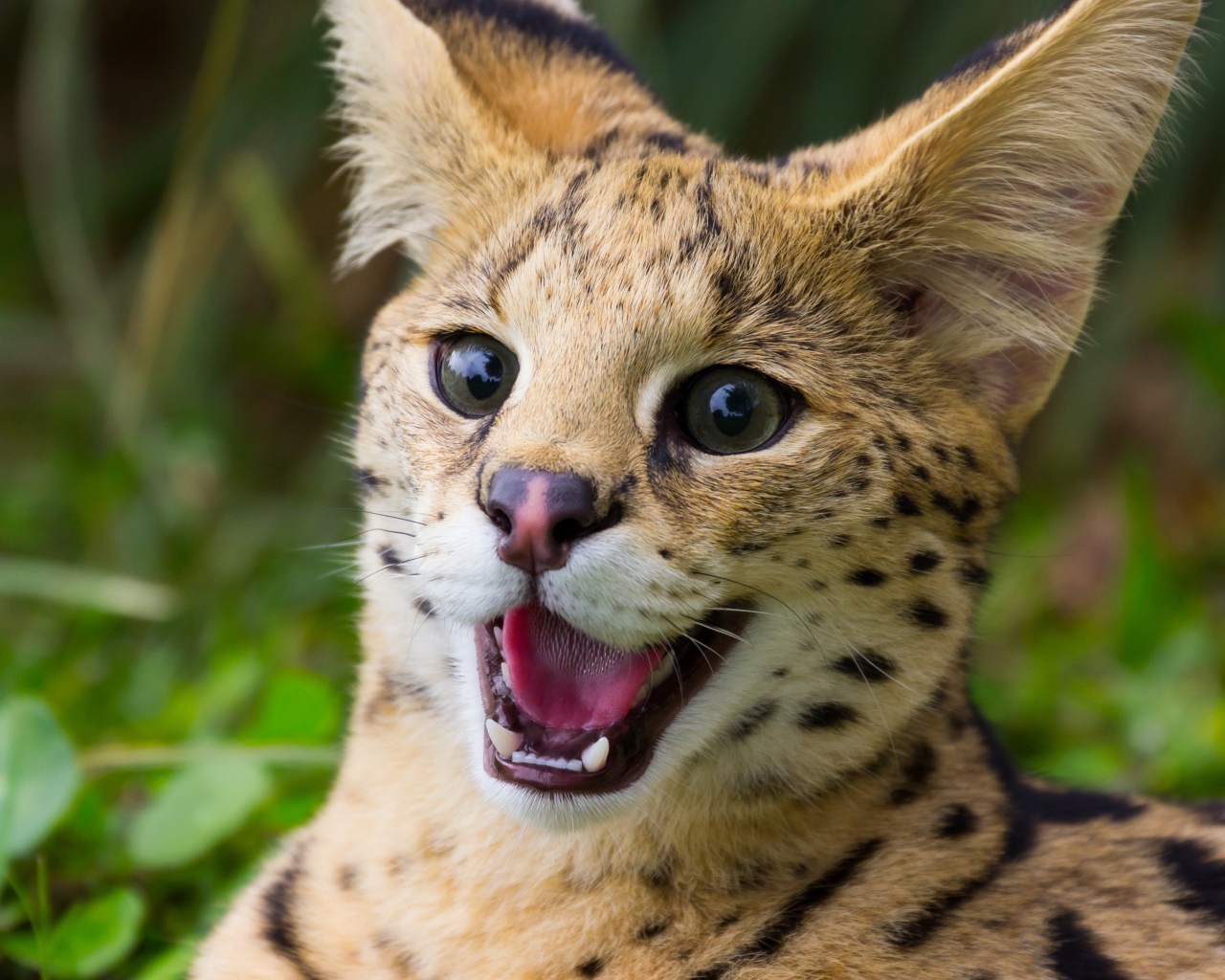 Милашка дикий кот сервал