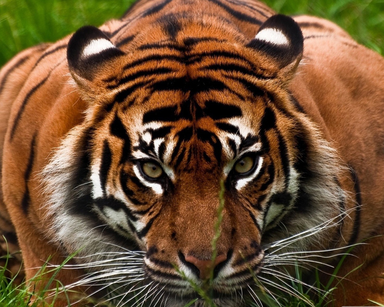 Опытный охотник тигр