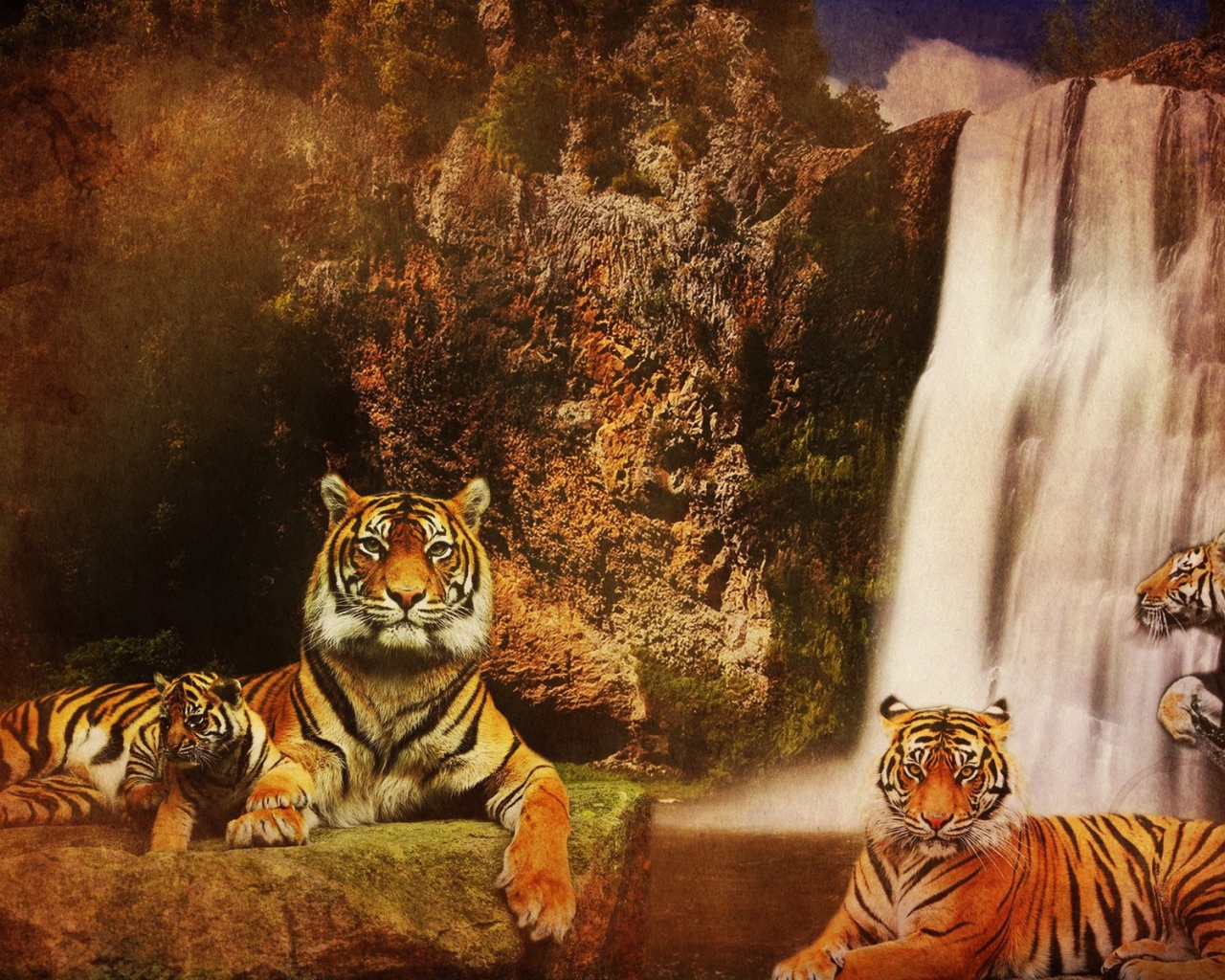 Семья тигров у водопада