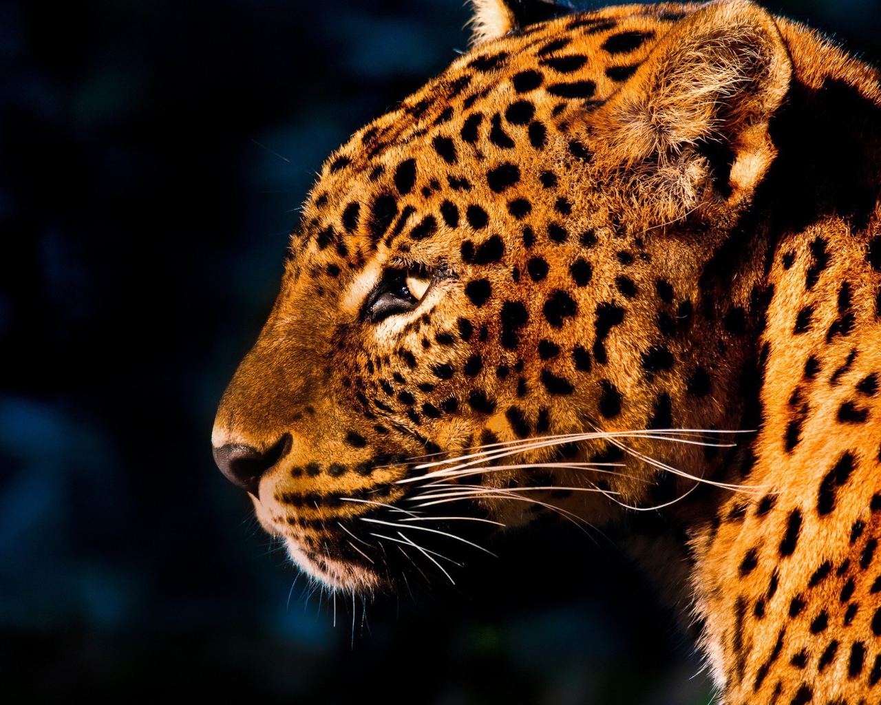 Огненно рыжий леопард