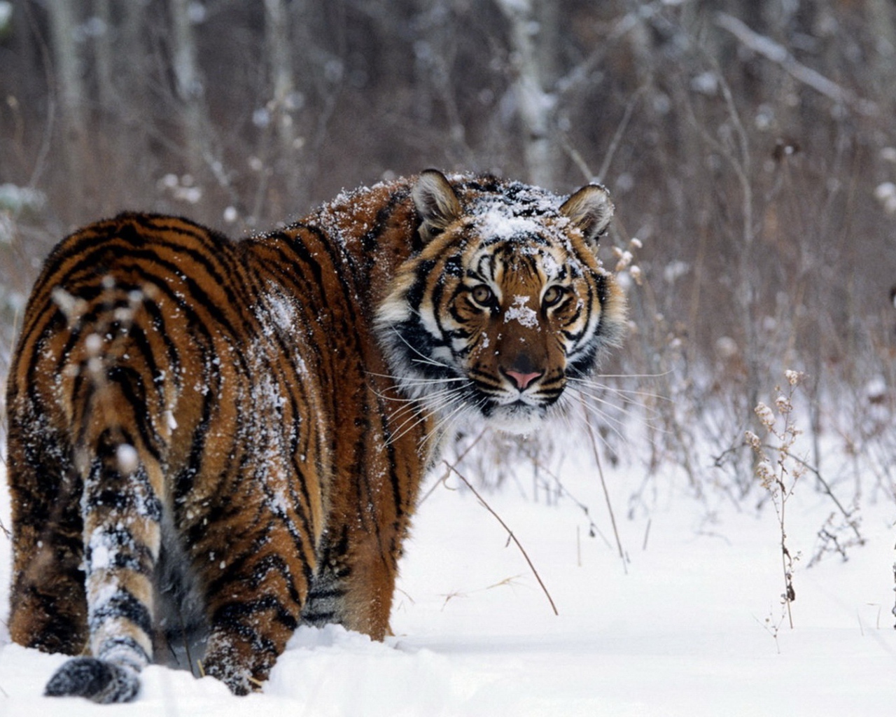 Забавный тигр в зимнем лесу