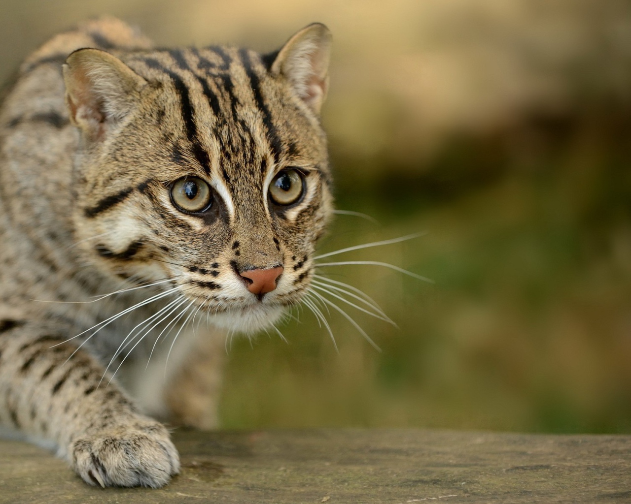 Забавный дикий кот