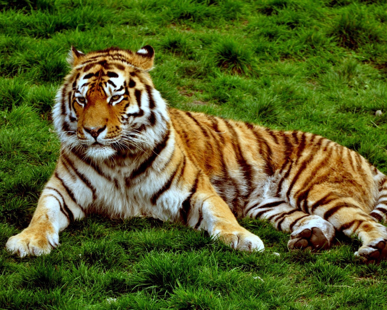 Хмурый тигр лежит на зеленой траве