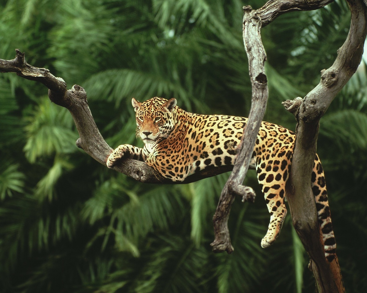 Ягуар лежит на засохшем дереве