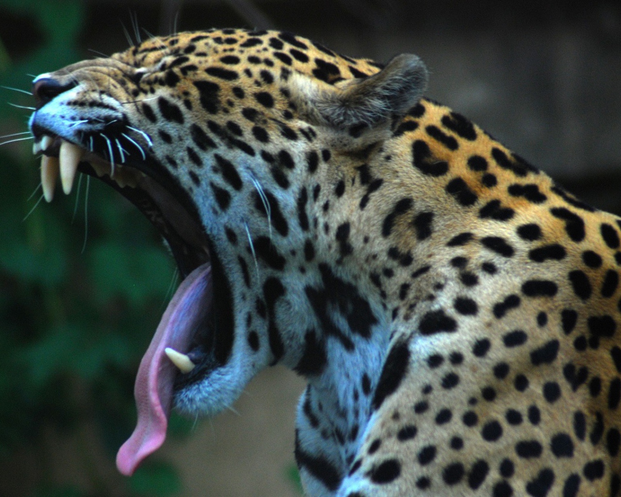 Ягуар сладко зевает