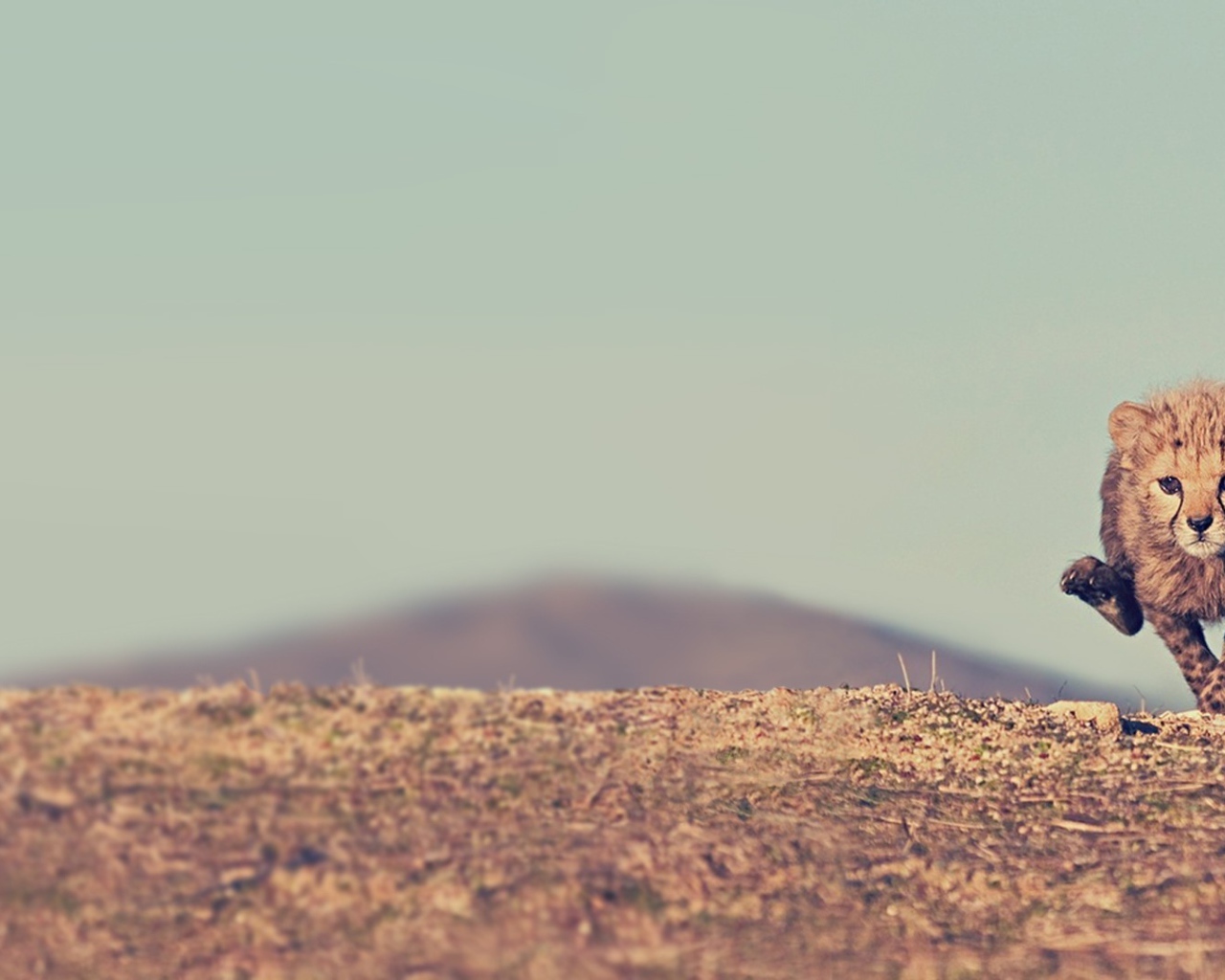 Малыш гепард бежит по саванне