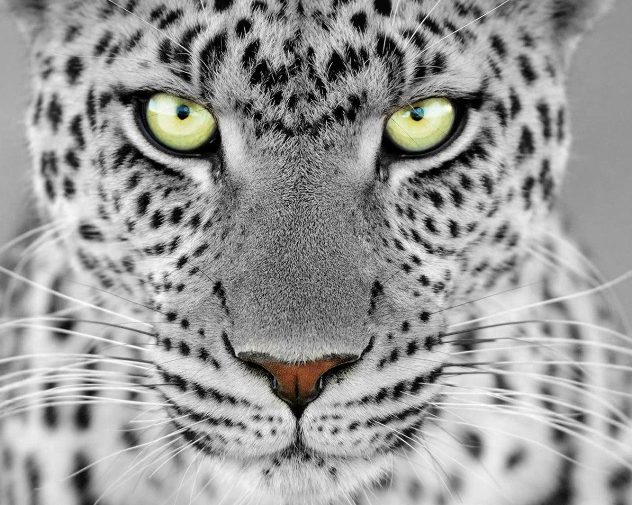 Большие выразительные глаза дикого животного