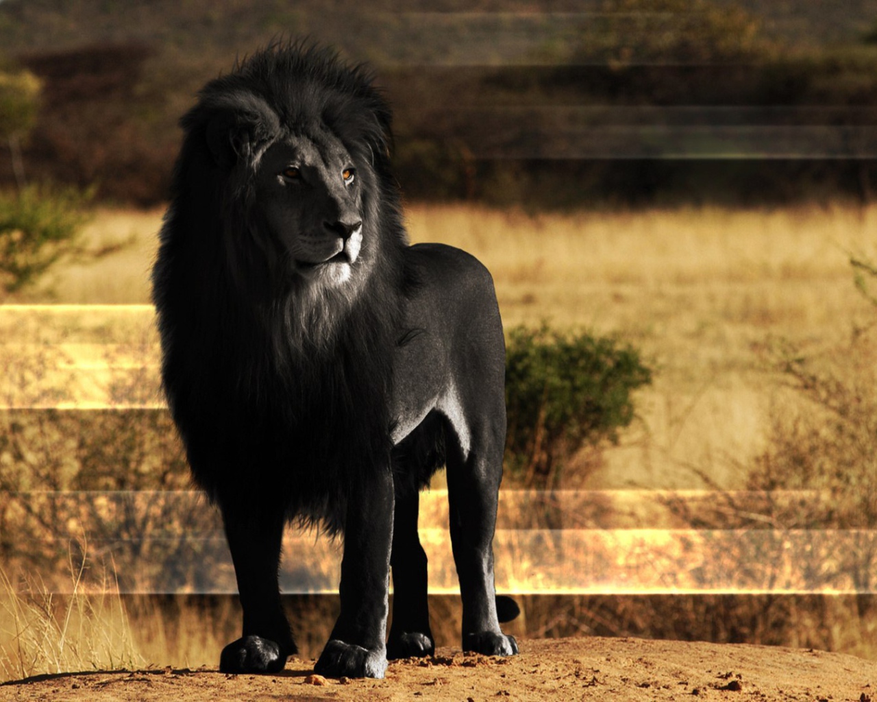 Лев черного цвета