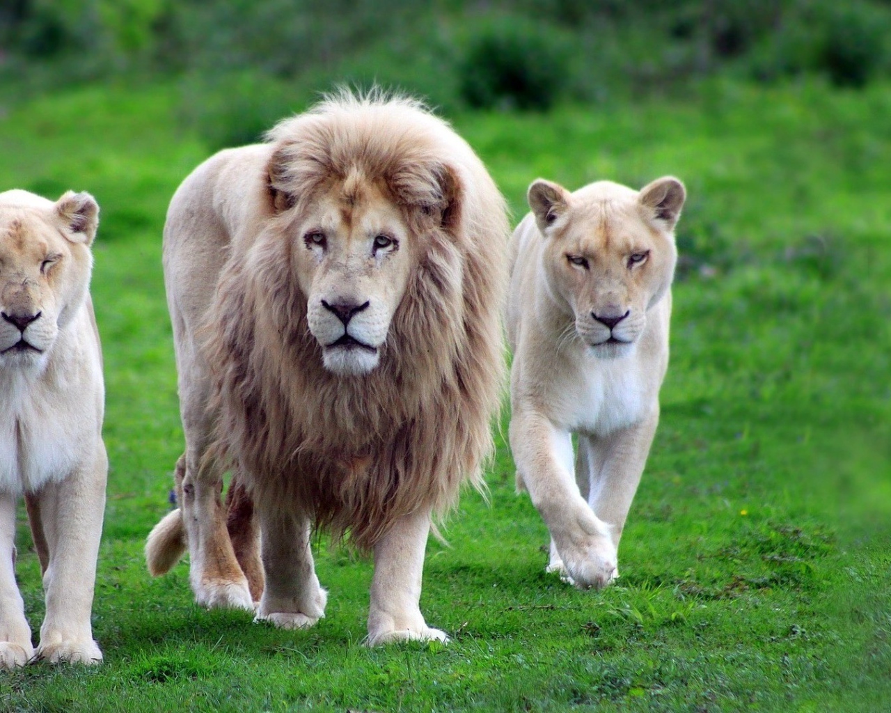 Лев со своими львицами