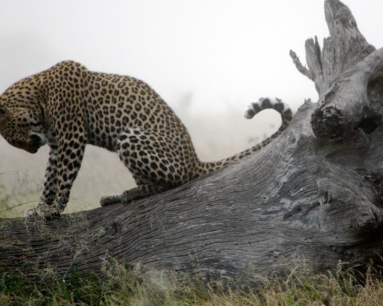 Леопард приводит себя в порядок